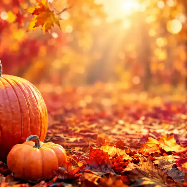 pumpkins & leaves