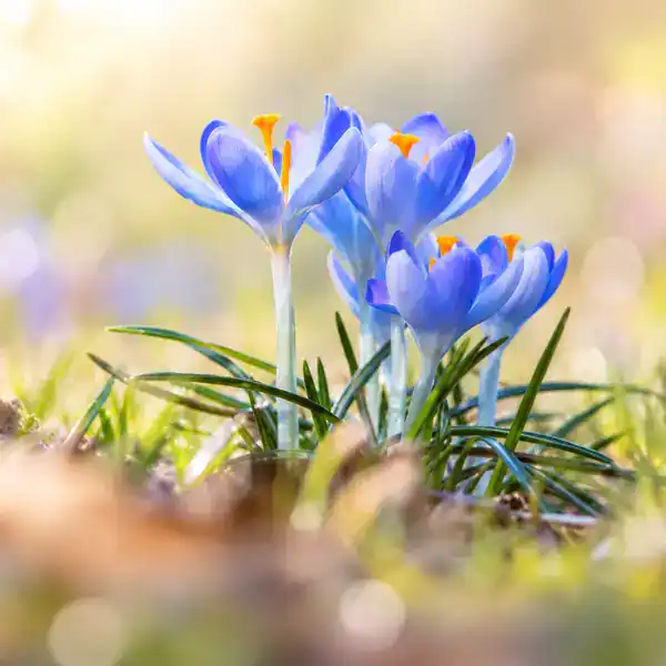 purple crocus
