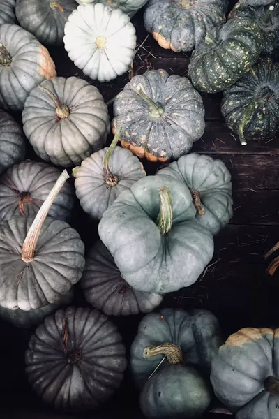 freshly picked blue-gray heirloom pumpkins and gourds