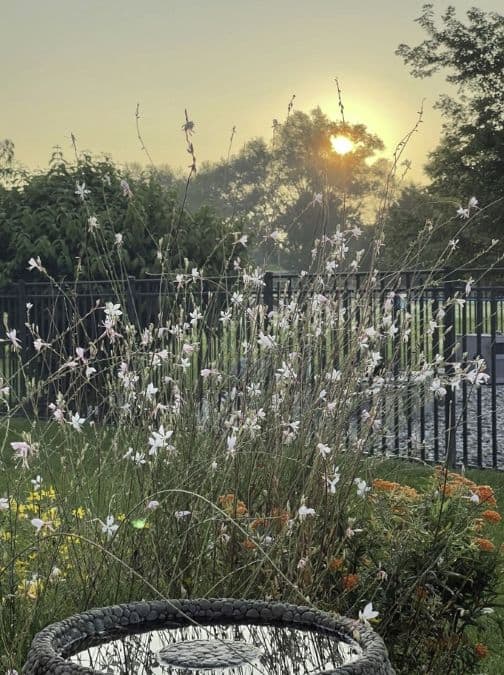 wildflowers with sun