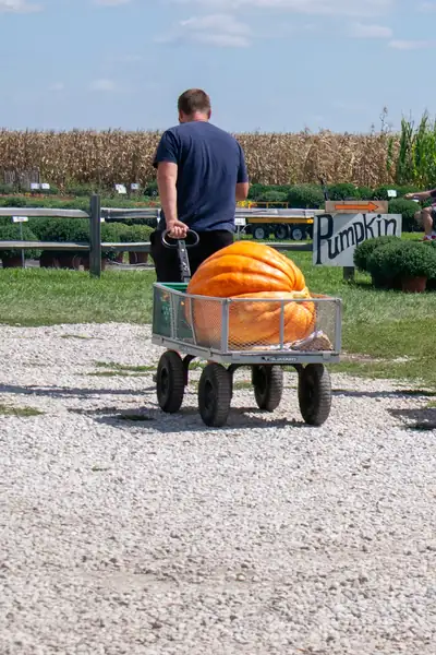 Man pulling a wagon with a large pumpkin through a pumpkin farm