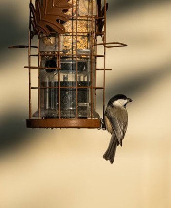 Black-headed songbird perched on a backyard seed feeder