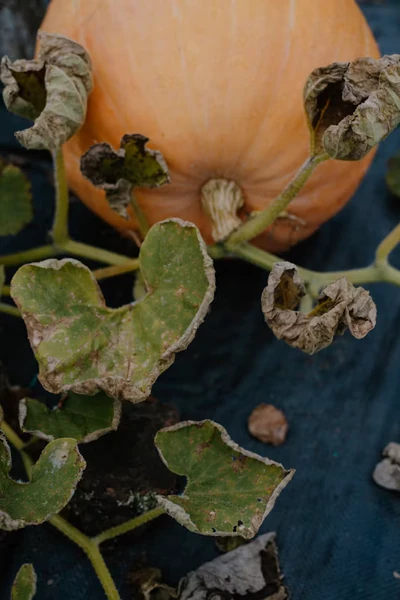 home grown pumpkin on the vine