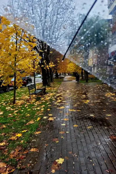 Rainy autumn sidewalk lined with yellow trees and fallen leaves