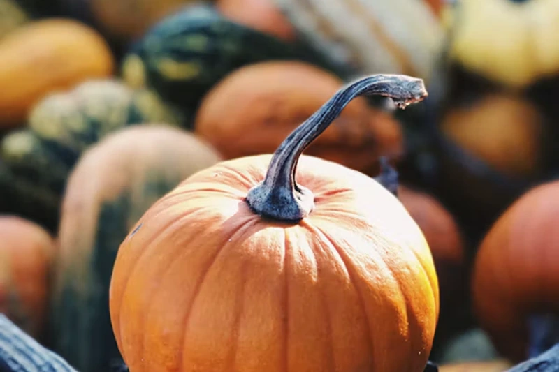 smaller perfectly shaped pumpkin in a pumpkin patch