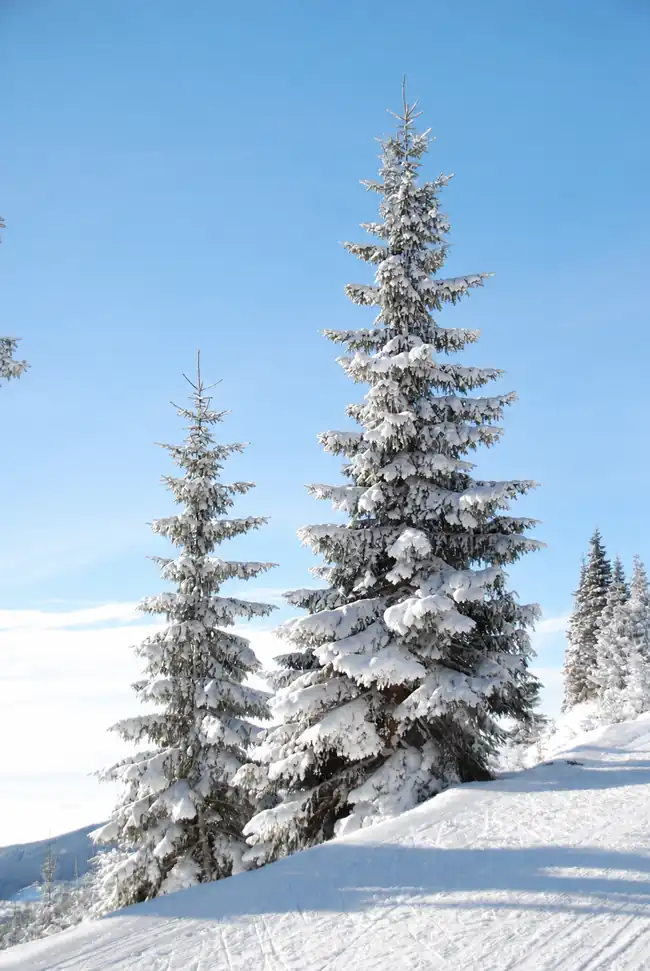 snowy trees