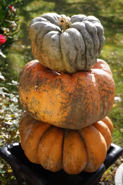 Three stacked heirloom pumpkins in green and orange tones