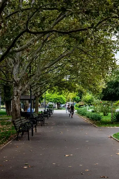 walking the tree lined path instead of driving