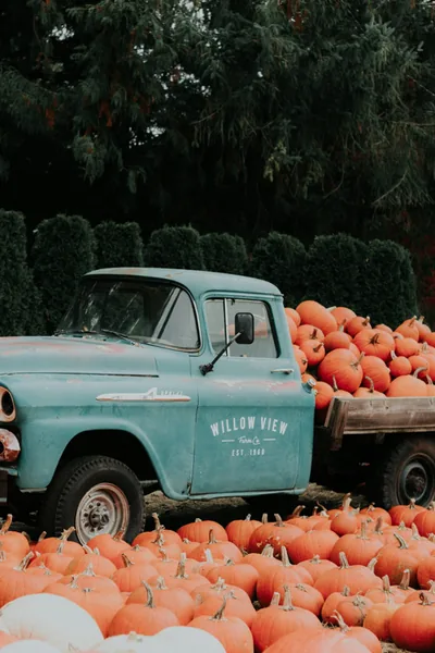 Vintage blue pickup truck surrounded by pumpkins at a pumpkin patch